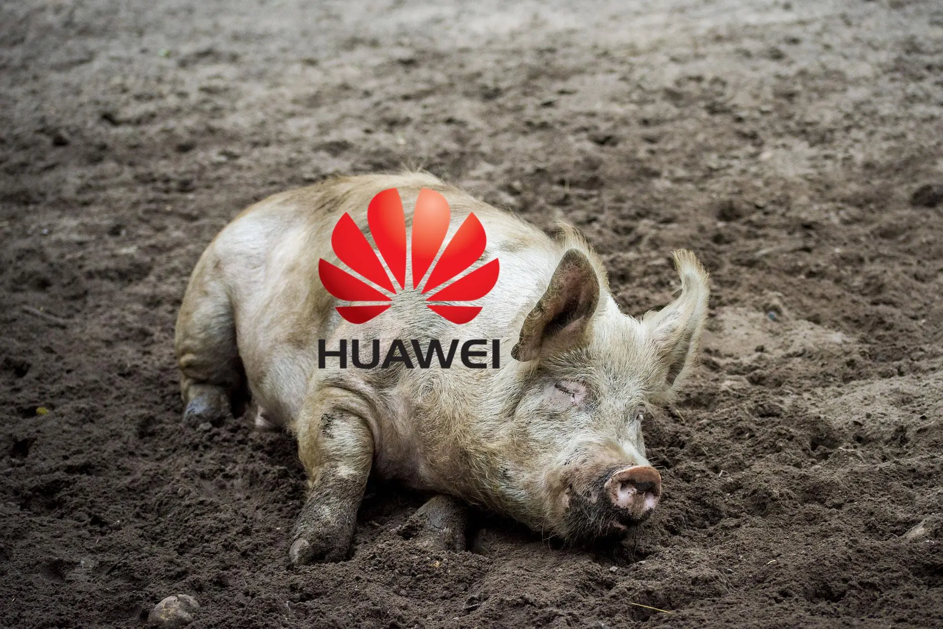 Huawei и свинофермы. Что у них общего?