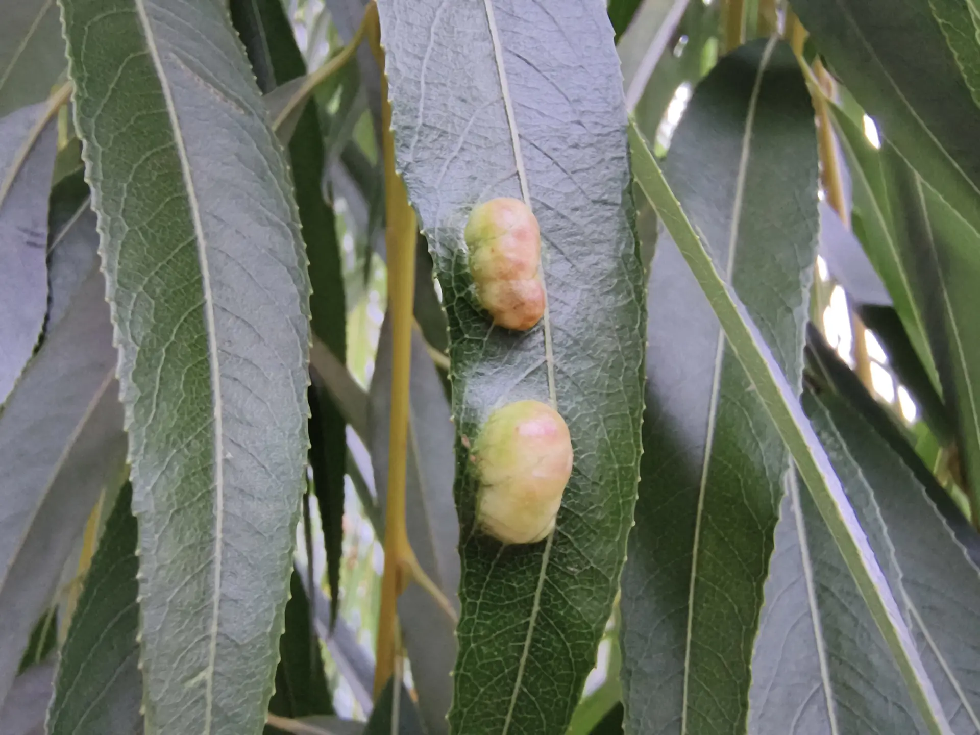 TECNO POVA 7 Ultra 5G: смартфон с балансом мощности, автономности и стиля