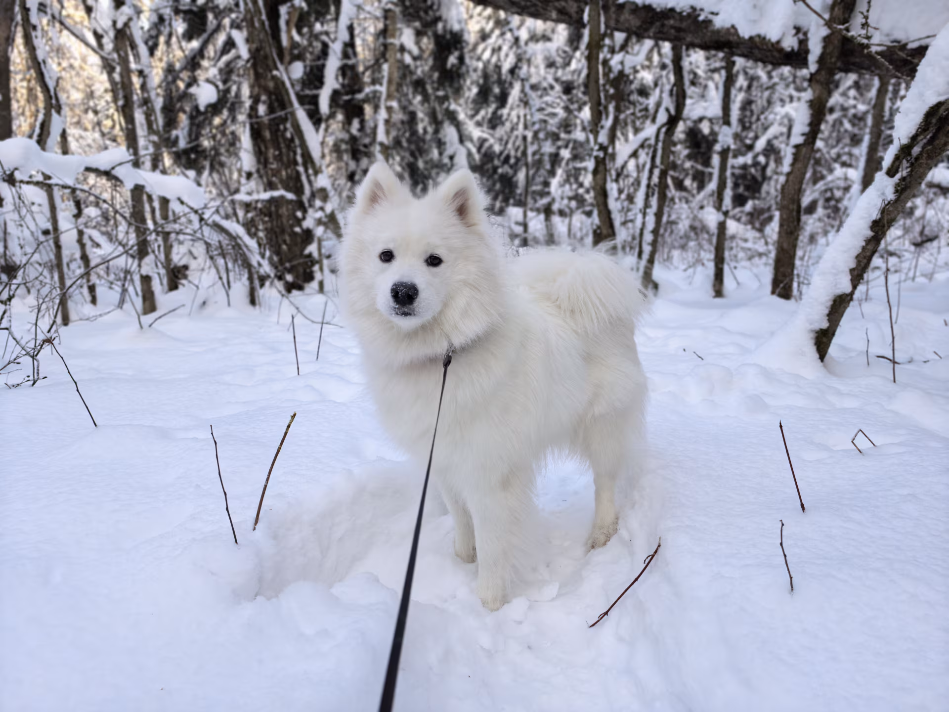 HUAWEI Pura 80: когда «база» не означает «компромисс»