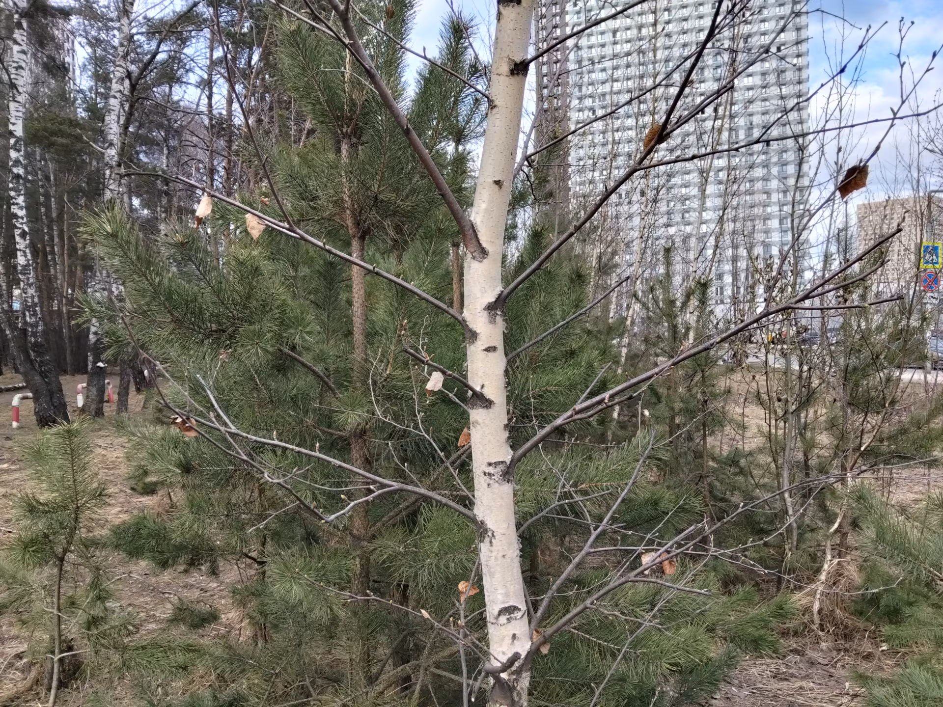 Обзор realme C85. Живучий «танк» на устаревающем процессоре