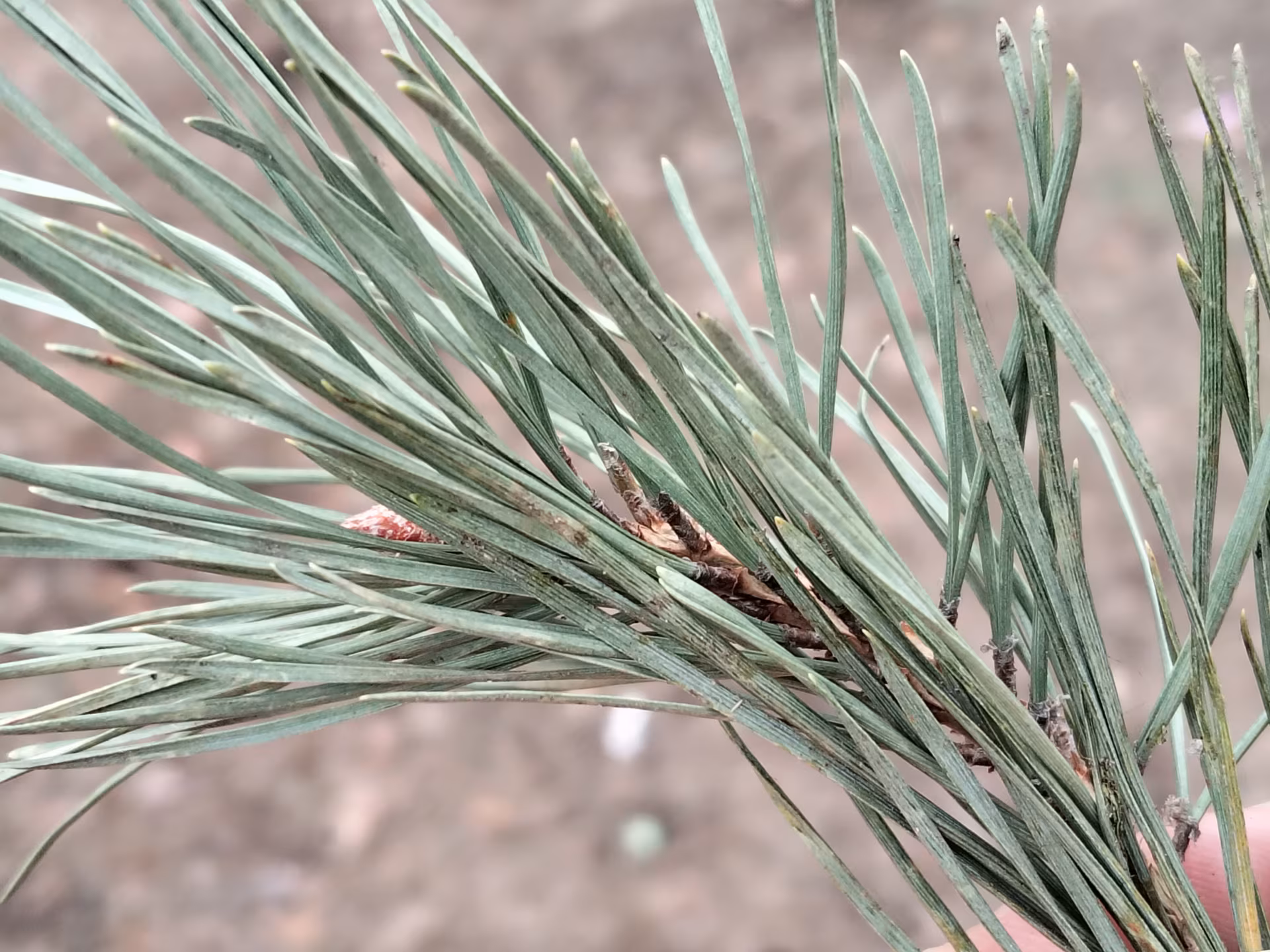 Обзор realme C85. Живучий «танк» на устаревающем процессоре